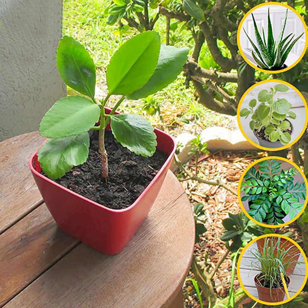 Organic Bhumi Urja(BIO DAP)